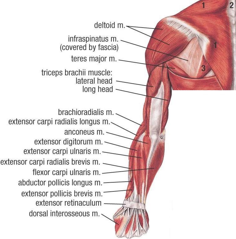 Upper Muscle Anatomy Sports Massage Therapy
