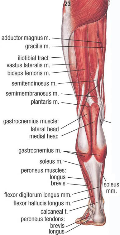 Lower Muscle Anatomy Sports Massage Therapy